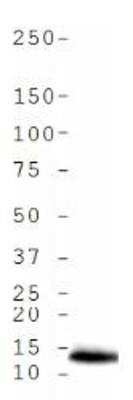 Western Blot: Histone H4 [ac Lys5] AntibodyBSA Free [NB21-2024]